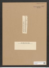 Synedra sp. (de-Toni-Nr.: Genus 66, Species 2607 var. ?) Zeichnungen Sammlung Grunow Nr. 5437 (NHMW-BOT-W0373536)